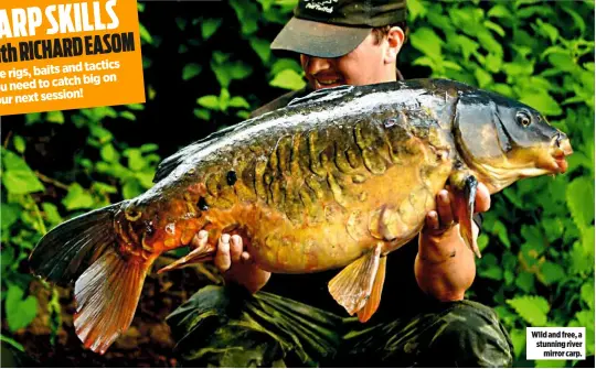  ??  ?? WIld and free, a stunning river mirror carp.