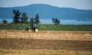  ?? Bloomberg/Getty Images ?? A tractor mows dried-out crops and plants on a farm in Saanich, BC. Photograph:
