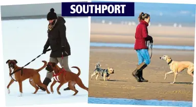  ??  ?? Every dog has its day: Pets take their owners for a walk come snow or shine SOUTHPORT