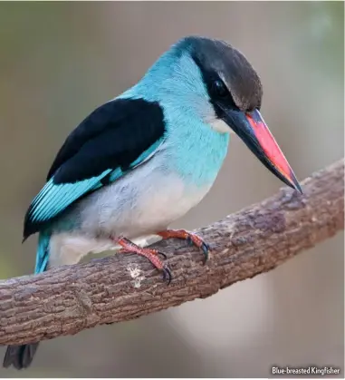  ??  ?? Blue-breasted Kingfisher