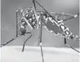  ?? JAMES GATHANY, CDC, VIA AP ?? The Zika virus is transmitte­d by the Aedes aegypti mosquito.