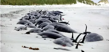  ?? ?? Washed ashore: None of the 77 pilot whales in the huge pod could be saved