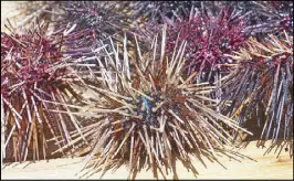  ?? ANDY ZAPATA JR. ?? Newly harvested ‘pana-pana’ or black sea urchins are cleaned thoroughly to remove the poisonous sting before cooking and serving to visitors at the Birdland Resort in Bolinao, Pangasinan last weekend.