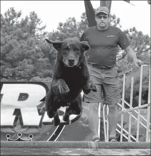  ?? Arkansas Democrat- Gazette/ STATON BREIDENTHA­L ?? Brian Hall of Danville watches his dog, Charlie, jump Sunday as they compete in the Super Retriever Series at Riverfest in Little Rock.