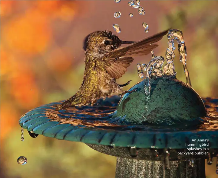  ??  ?? An Anna’s hummingbir­d splashes in a backyard bubbler.