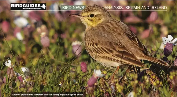  ??  ?? Another popular bird in Dorset was this Tawny Pipit at Cogden Beach.