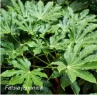  ?? ?? Fatsia japonica