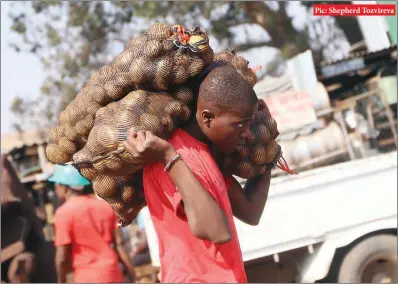  ??  ?? Pic: Shepherd Tozvireva
A street vendor carries pockets of potatoes for resale at Mbare Musika in Harare early this week