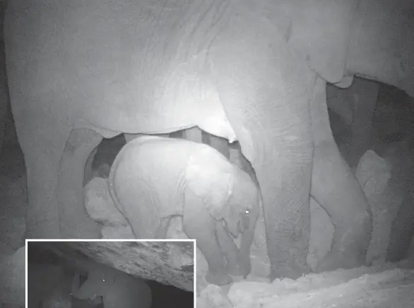  ??  ?? ABOVE: Baby elephant learning from its lactating mother to dig for salt, in Tubkebir Cave.