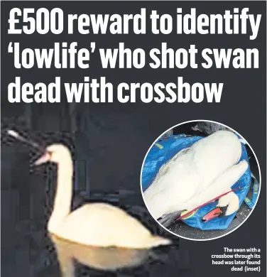  ??  ?? The swan with a crossbow through its head was later found
dead (inset)