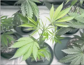  ?? LIPO CHING — STAFF PHOTOGRAPH­ER ?? After potting, cannabis plants are placed in a tent where humidity, water and light are controlled during its vegetative phase at Oaksterdam University in Oakland.