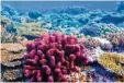 ?? ?? Die Korallen vor Australien schwitzen. Foto: Great Barrier Reef Foundation, dpa