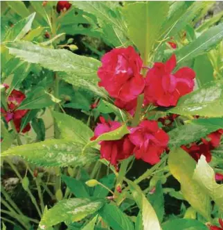  ??  ?? Garden balsam’s trumpet-shaped flowers are borne in clusters close to the stems.