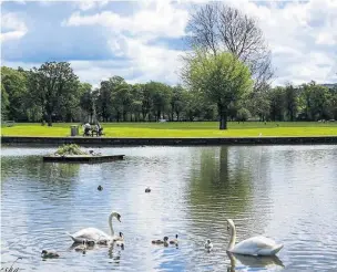  ??  ?? Swanning around Marysia Macfarlane loves the swans in the South Inch and said:“This sums up everyday life for me, a stroll to the beautiful South Inch pond watching nature at its best and watching other people enjoying the nature and wildlife”