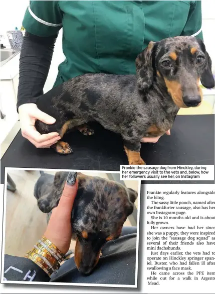  ??  ?? Frankie the sausage dog from Hinckley, during her emergency visit to the vets and, below, how her followers usually see her, on Instagram
