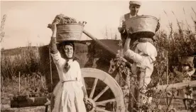  ??  ?? Come una volta Un momento di una vendemmia di tanti anni fa, e un giogo di buoi tra i filari delle vigne di proprietà della famiglia Argiolas, una delle più importanti realtà sarde del vino che ha compiuto 80 anni