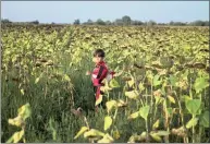  ?? PICTURE: AP ?? A Syrian refugee walks in a sunflower field while he and other migrants wait to be taken by police to board a train to the Austrian border, in Roszke, southern Hungary, yesterday.