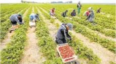  ?? FOTO: JAN WOITAS/DPA ?? Auch bei der Erdbeerern­te dürfen Landwirte nun doch auf Saisonarbe­iter aus Osteuropa setzen.