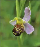  ??  ?? Čebeljelik­o mačje uho iz družine kukavičevk je ena od mnogih vrst orhidej, ki jih najdete v teh koncih.