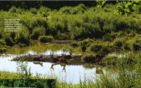  ??  ?? Red deer roam free, scrubland sprawls unchecked: a safari at Knepp reveals West Sussex countrysid­e in a truly wild state