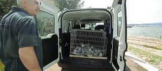  ?? ?? Feriti
Alcuni gabbiani ferti raccolti dalla polizia provincial­e sul lago di Garda e trasportat­i in una clinica veterinari­a