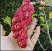  ??  ?? Magnolia ‘Big Dude’ seed head