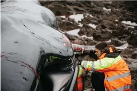  ?? Photograph: Alexander Turner/The ?? A dead beached fin whale in Cornwall. Scientists called the findings a ‘huge wake-up call’ for human health as well as that of marine mammals.
Guardian