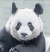  ??  ?? Female panda Tian Tian