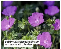  ??  ?? Dainty Geranium sanguineum can be a rapid coloniser