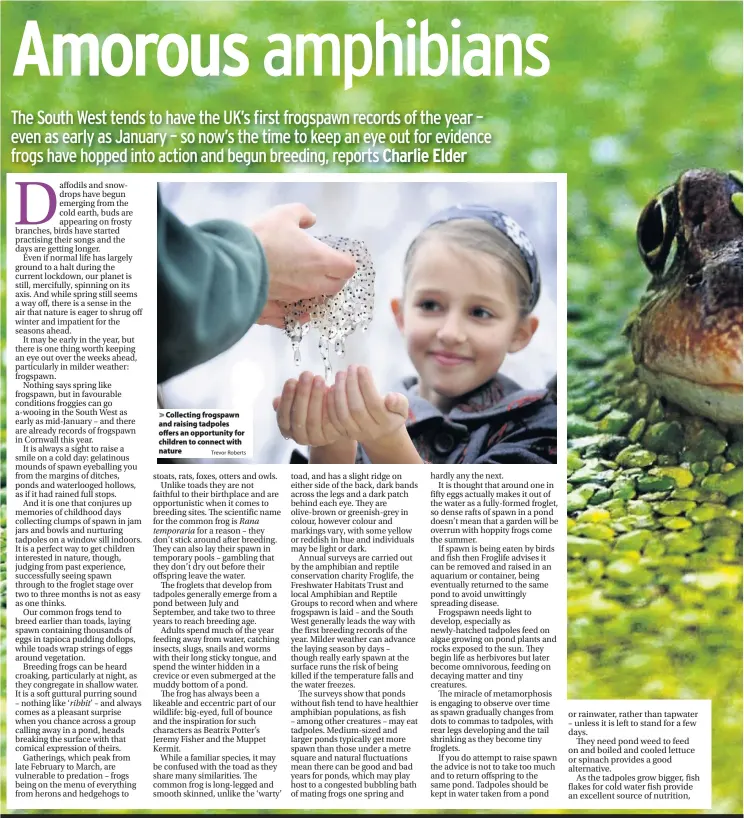  ?? Trevor Roberts ?? > Collecting frogspawn and raising tadpoles offers an opportunit­y for children to connect with nature