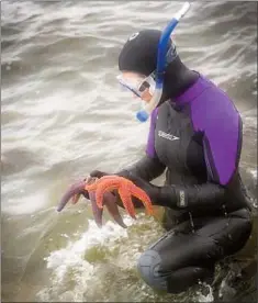  ??  ?? Kiley Best, director of the board for the Petty Harbour Mini Aquarium, helps release some of the aquarium’s ocean life back into the sea.