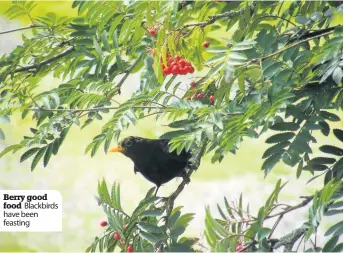  ??  ?? Berry good food Blackbirds have been feasting