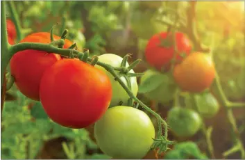  ?? GETTY IMAGES ?? It’s time to start planning your spring garden and the tomato splendors that lie ahead.