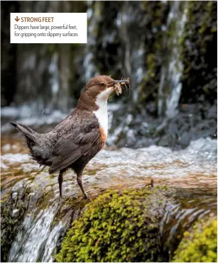  ??  ?? STRONG FEET Dippers have large, powerful feet, for gripping onto slippery surfaces