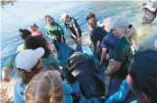  ?? ?? Finch, an orphaned calf rescued from Broward County and rehabilita­ted at the Miami Seaquarium, is brought down to the water for release Monday at Blue Spring State Park.