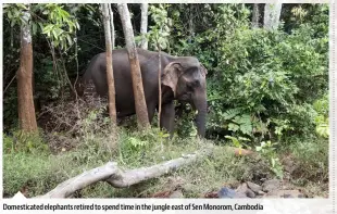  ??  ?? Domesticat­ed elephants retired to spend time in the jungle east of Sen Monorom, Cambodia