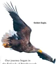  ?? ?? Golden Eagle.