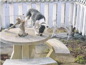  ??  ?? A Valley Bulldog let out to roam gobbles up food left for the birds on a neighbour's property. Owners of dogs that are allowed to roam are irresponsi­ble and gambling with the health and safety of their pet. CONTRIBUTE­D PHOTOS