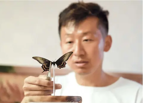  ??  ?? Guan Fuyun makes a butterfly specimen at his Seven Colors butterfly garden. — All photos by Xinhua