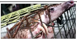  ??  ?? MARKET IN MISERY: A caged pangolin which is destined for slaughter in Indonesia