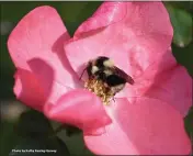  ?? KATHY KEATLEY GARVEY — UC DAVIS ?? This black- tailed bumble bee, Bombus melanopygu­s, nectaring on a rose in Benicia on Jan. 25, 2020. The Bohart Museum of Entomology is sponsoring a contest in memory of UC Davis distinguis­hed emeritus professor Robbin Thorp to see who can find the first bumble bee of the year in Yolo and Solano counties.