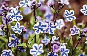  ?? ?? BLOOMING ROMANTIC: Omphalodes cappadocic­a Starry Eyes, left. Inset below: The bright blue flowers of the Chatham Island forgetme-not, Myosotidiu­m hortensia