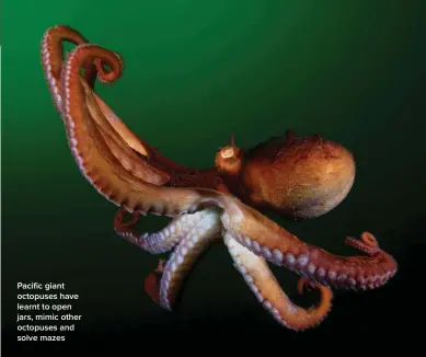  ?? ?? Pacific giant octopuses have learnt to open jars, mimic other octopuses and solve mazes