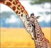  ??  ?? Giraffes