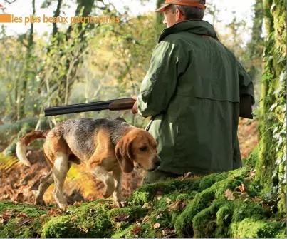  ??  ?? Passionné de beagles, dont il présida le club de race (de 1987 à 2012), Jacques Bourdon contribua au rayonnemen­t que connaît aujourd’hui le beagle dans toute la France.