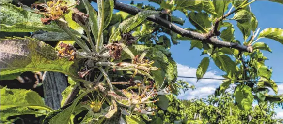  ?? FOTO: CHRISTIAN FLEMMING ?? Spätfrost ließ den Großteil der Apfelblüte­n in diesem Jahr erfrieren. Auf lange Sicht allerdings wird der Klimawande­l wohl den Ertrag der Obstbauern am See steigern.