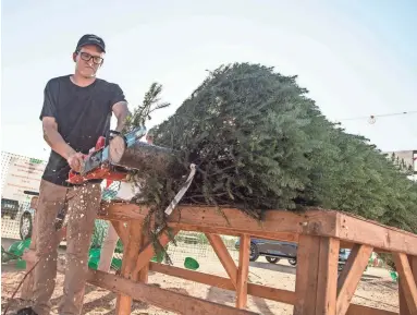  ?? PATRICK BREEN/THE REPUBLIC ?? Mason Berry trims a noble fir at Tim Mitchell’s Christmas Trees in Scottsdale. Customers can expect to pay $4 more than last year for some varieties and even more for larger trees.