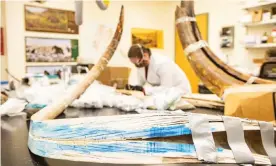  ?? Photograph: JR Ancheta/University of Alaska Fairbanks/PA ?? A split mammoth tusk at the stable isotope lab at the University of Alaska Fairbanks.