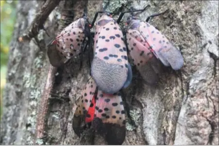  ?? Photo BY BerKS coUntY conServati­on DiStrict ?? Male spotted lanternfly congregate around a female. these invasive insects mate and lay their eggs in the fall, so the more adults killed now, the few eggs will be laid.