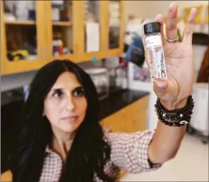  ?? ?? Connally holds up a sample of adult ticks in her lab on Sept. 15, 2016.